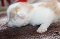 kittens 040